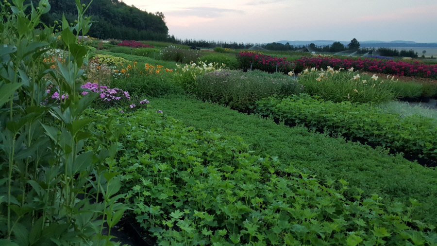 BYLINY-ŚWIERK taimeaed mitmeaastased taimed kõrrelised sõnajalad Poola 01