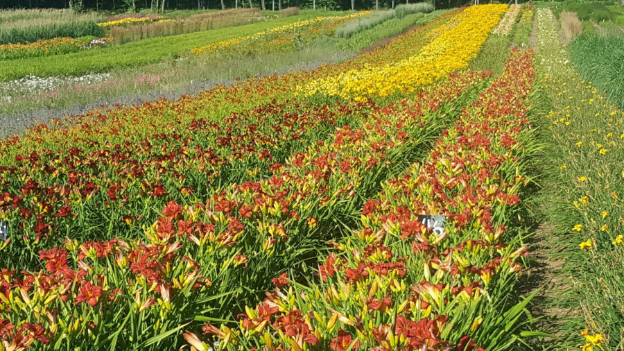 BYLINY-ŚWIERK taimeaed mitmeaastased taimed kõrrelised sõnajalad Poola 02