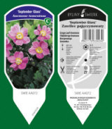 BYLINY-ŚWIERK taimeaed mitmeaastased taimed kõrrelised sõnajalad Poola 05