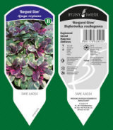 BYLINY-ŚWIERK taimeaed mitmeaastased taimed kõrrelised sõnajalad Poola 07