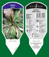 BYLINY-ŚWIERK taimeaed mitmeaastased taimed kõrrelised sõnajalad Poola 09