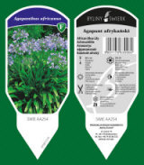 BYLINY-ŚWIERK taimeaed mitmeaastased taimed kõrrelised sõnajalad Poola 10