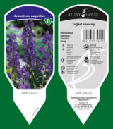 BYLINY-ŚWIERK taimeaed mitmeaastased taimed kõrrelised sõnajalad Poola 12