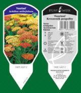 BYLINY-ŚWIERK taimeaed mitmeaastased taimed kõrrelised sõnajalad Poola 14