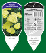 BYLINY-ŚWIERK taimeaed mitmeaastased taimed kõrrelised sõnajalad Poola 16